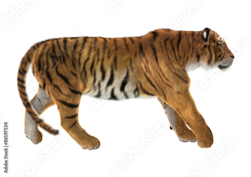 Fototapeta Naklejka Na Ścianę i Meble -  Tiger