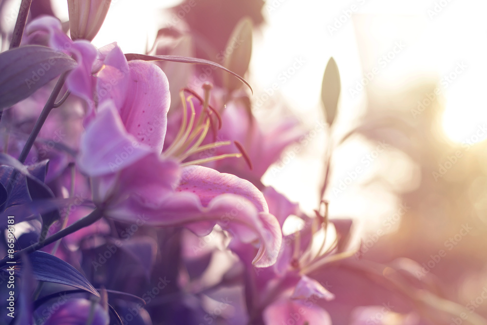 Beautiful lilly blooming in spring garden with blurred background, pink tone