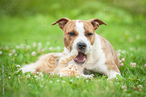 American staffordshire terrier dog playing with little kitten