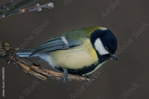 Titmouse sitting on the tree (Great Tit - Parus major)