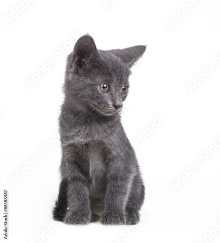 Small gray British cat