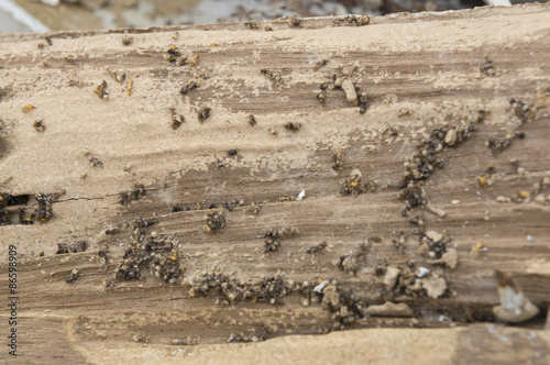 termite damage rotten wood eat nest destroy concept