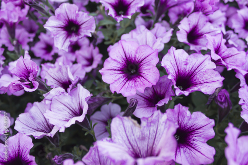 violet flowers