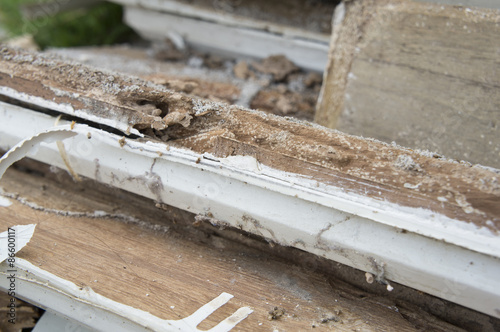 termite damage rotten wood eat nest destroy concept