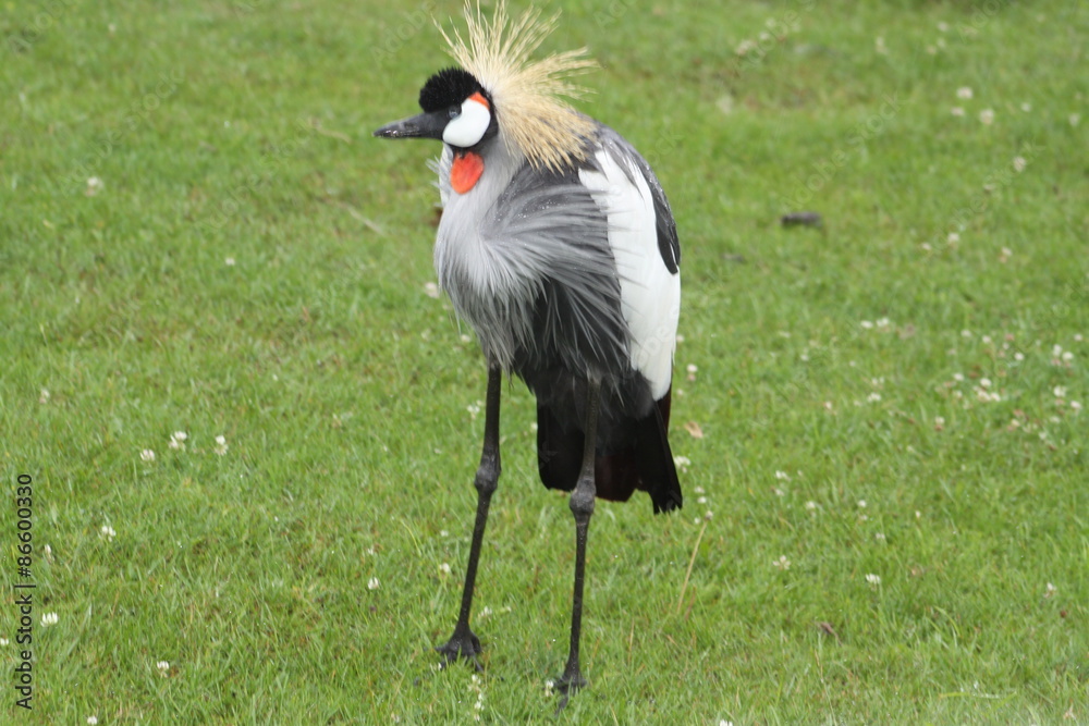 Fototapeta premium Grey Crowned Crane, (Balearica regulorum) walking in the rain soaked grass.