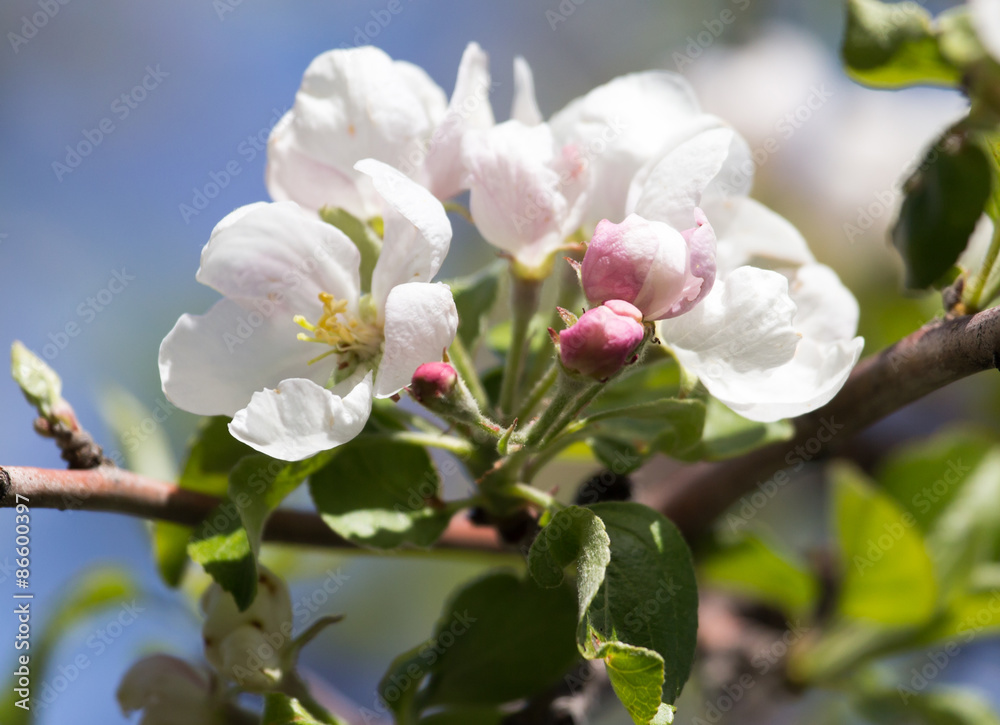 flowers on the fruit tree in nature flowers on the fruit tree in nature