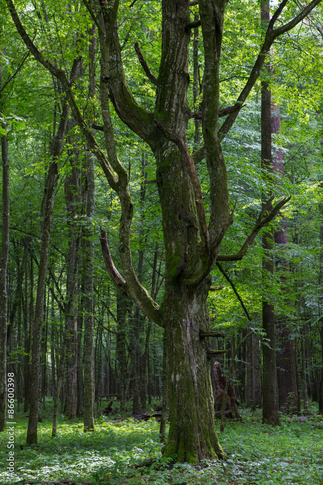 Fototapeta premium Old monumental Hornbeam Tree(Carpinus betulus)