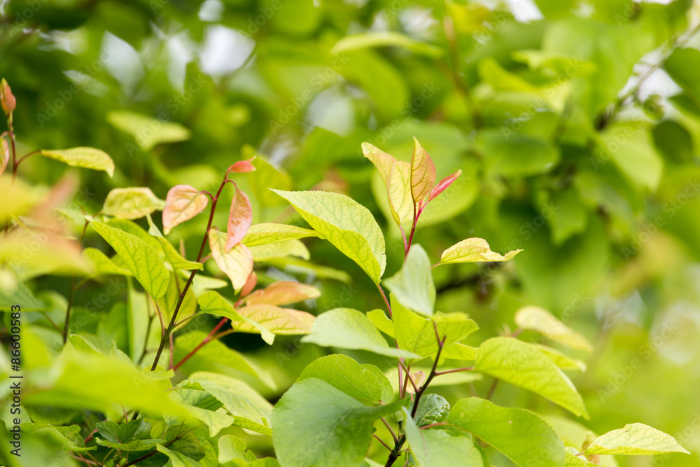 beautiful leaves on the tree in nature beautiful leaves on the tree in nature