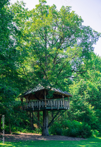 view of a tree house built around the trunk on a large tall tree