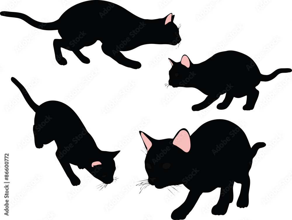 Obraz premium cat silhouette in Stalking pose