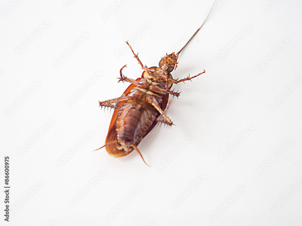 Cockroach supine on a white background.It is not yet dead, but it can not be shifted. Cockroach supine on a white background.It is not yet dead, but it can not be shifted.