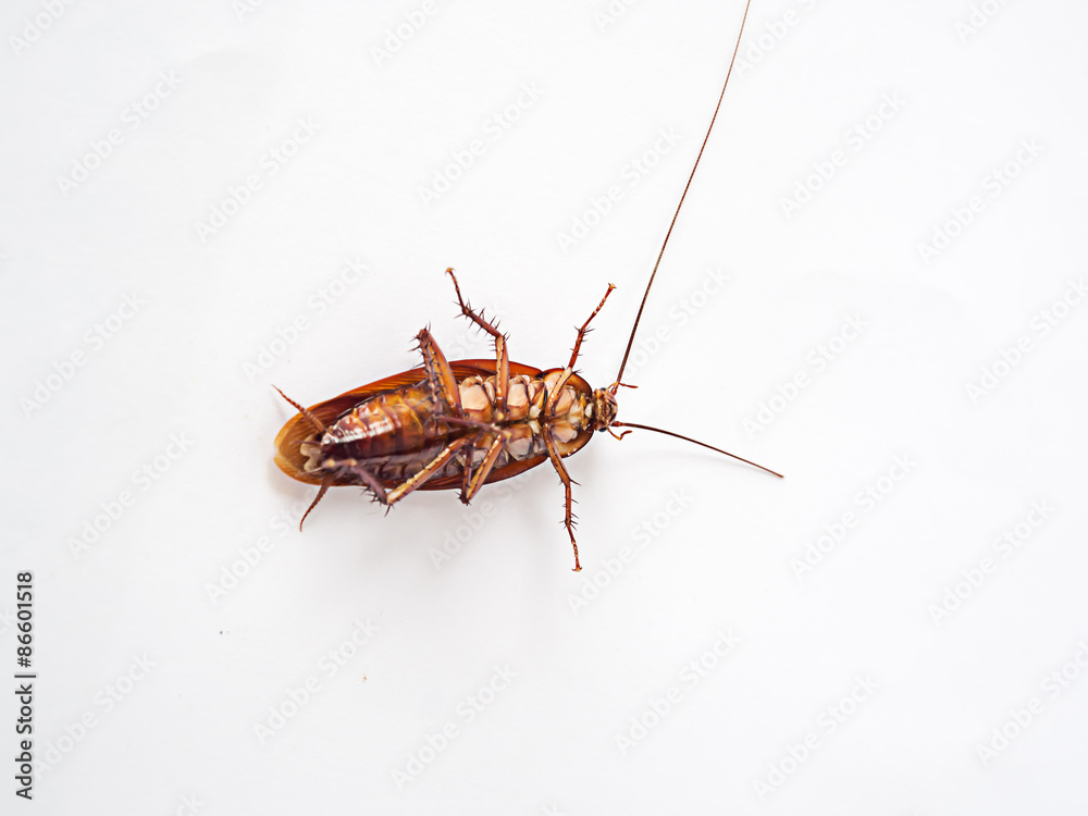 Cockroach supine on a white background.It is not yet dead, but it can not be shifted.