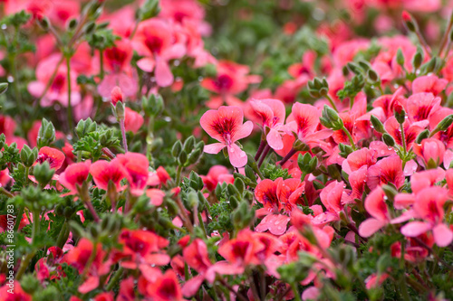 Many small flowers © Giuseppe Cammino