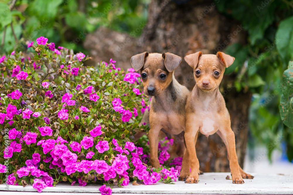 two russian toy terrier puppies outdoors