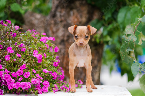 russian toy terrier puppy standing outdoors photo