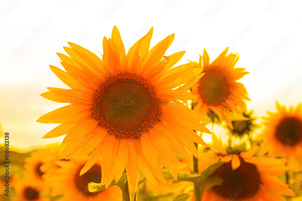 Obraz premium Sunflowers