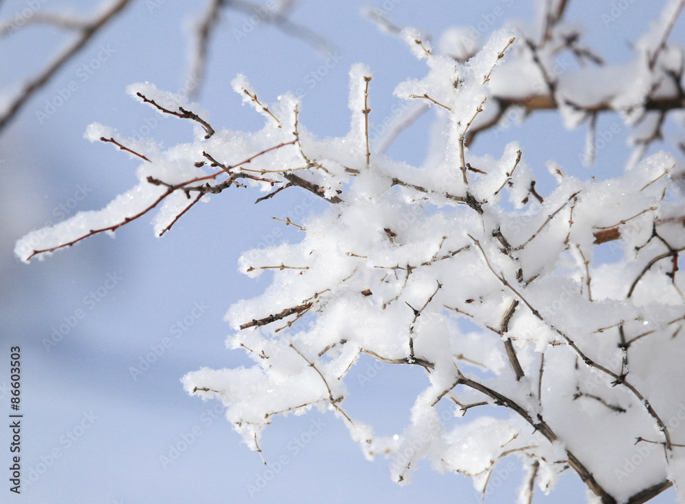 snow on the branches of a tree snow on the branches of a tree