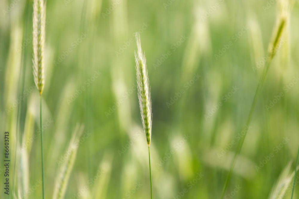 ears of wheat on the nature