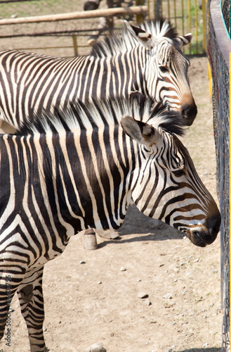 zebra in the zoo