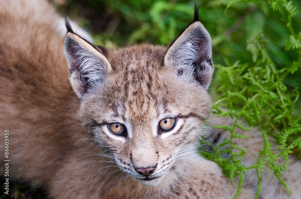 Naklejka premium Nordluchs (Lynx Lynx)