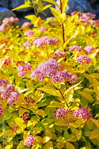 Цветущий куст Спиреи японской сорта ,,Голдфлейм,, (Spiraea japonica Goldflame)