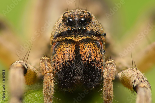 Wolf spider front view shot at 2:1 magnification with focus stacking