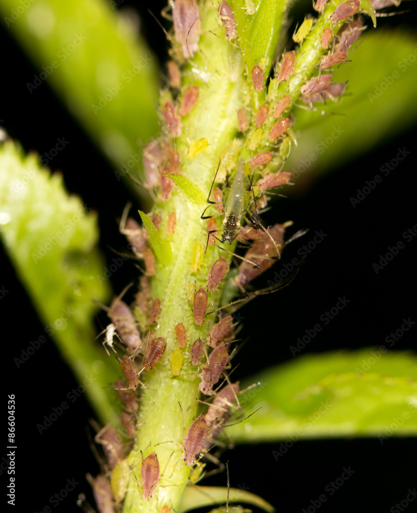 Fototapeta premium aphids on the plant. close