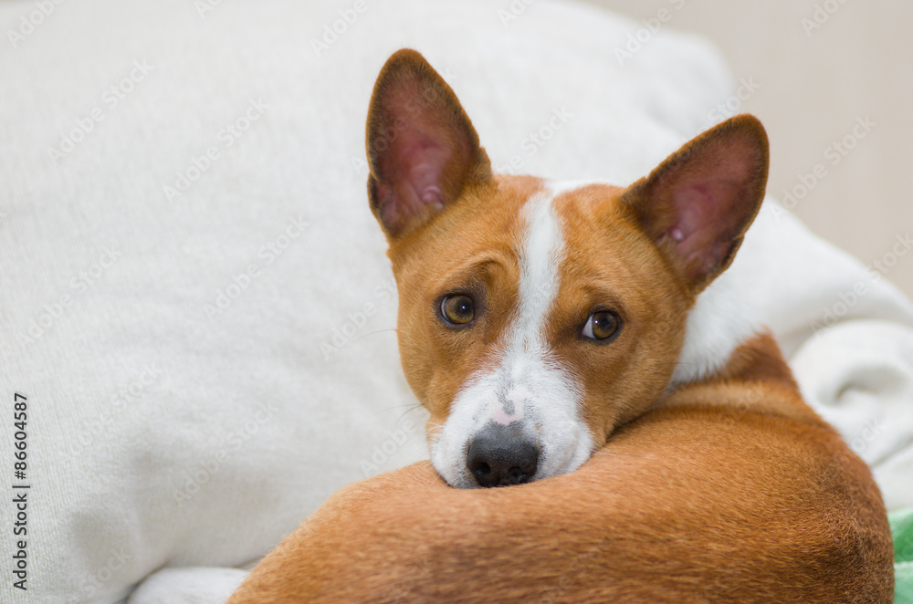 Basenji dog having rest on a sofa Basenji dog having rest on a sofa