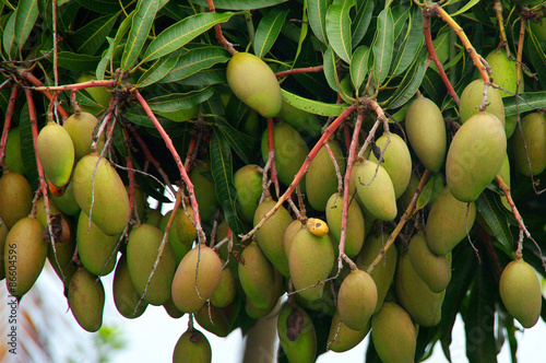 La Réunion - Mangues
 photo