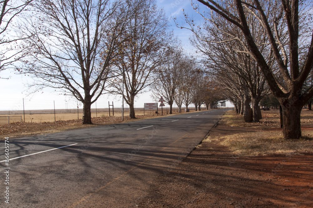 Winter Scene of Country Road Lined with Leafless Trees