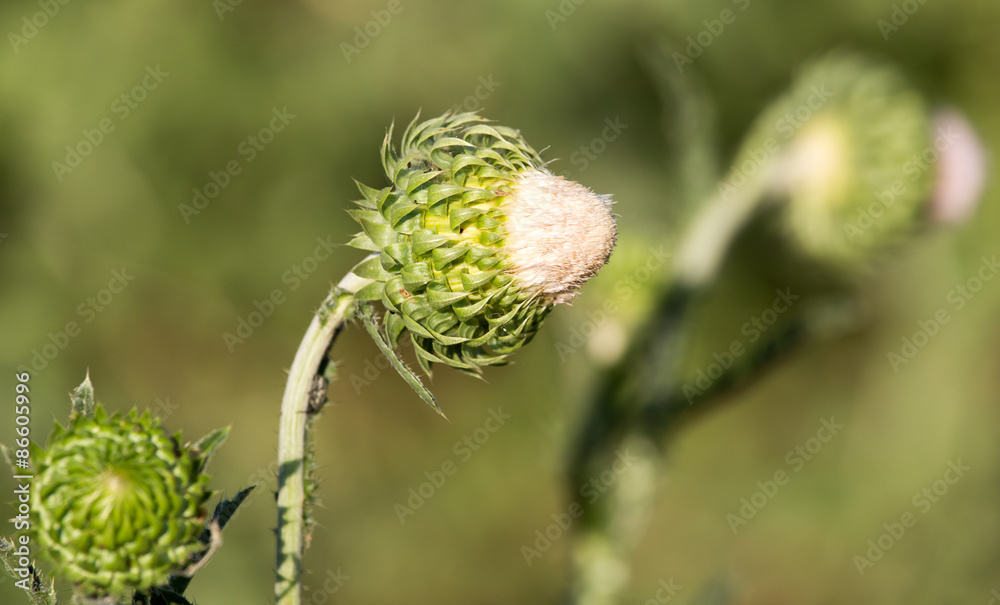 prickly plant in nature