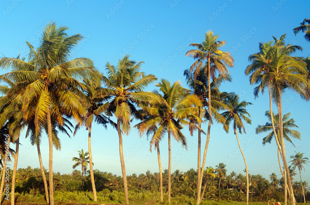  Palm trees at sky background