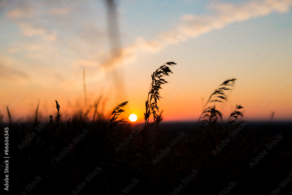 Naklejka premium Dry spare of grass in sunset dawn