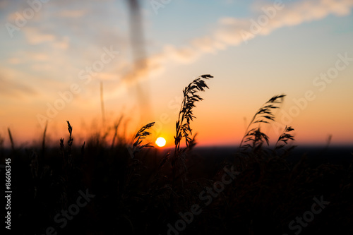 Photo Dry spare of grass in sunset dawn