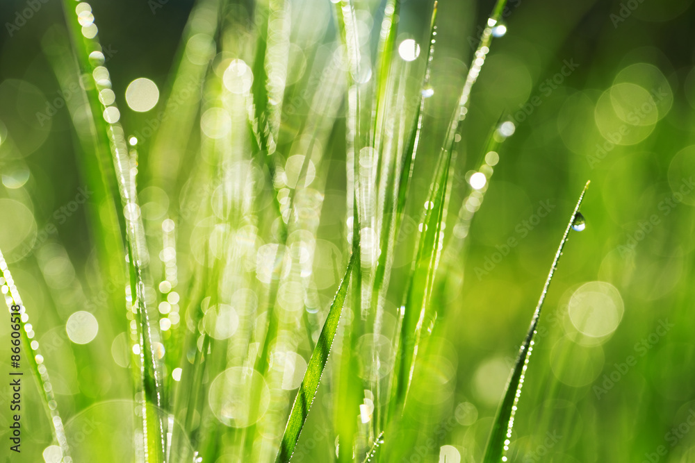 Fototapeta premium Fresh green grass with water drops