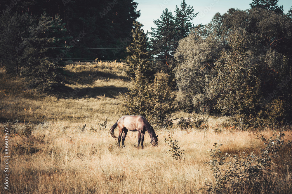 Beautiful horse on meadow