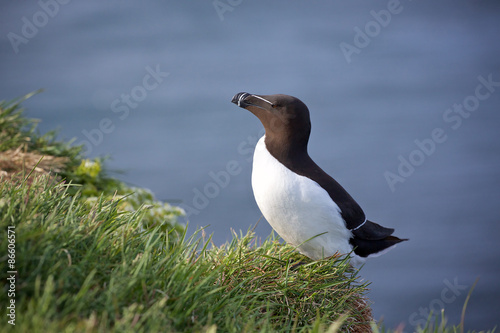An alk at Latrabjarg in the Westfjords, northern Iceland.
