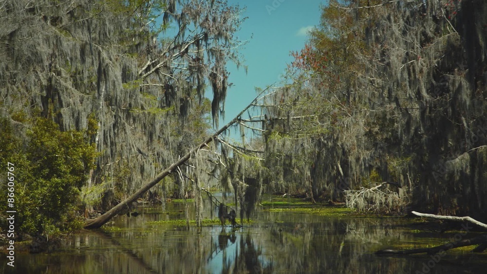 New Orleans, March 2014: A tree covering the water in the Bayou in New Orleans blocking the path for a motor boat.