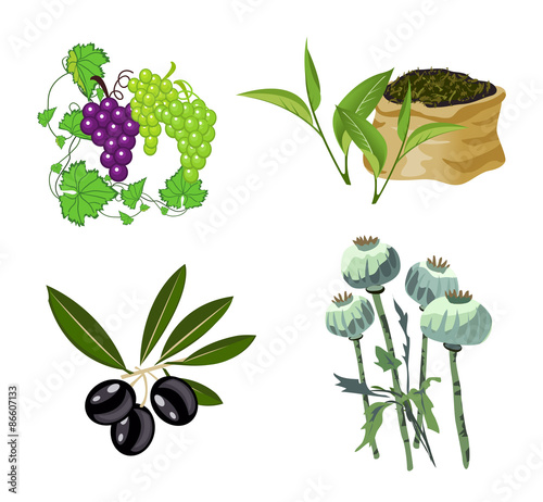 Olive, Grape, Tea and Opium Poppy