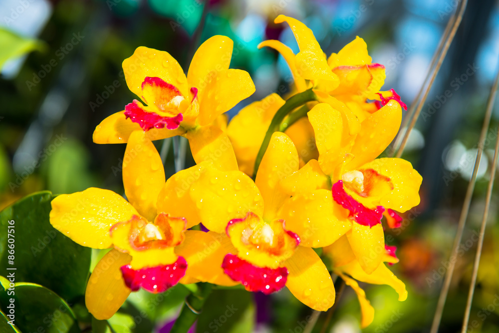 Fototapeta premium orchid