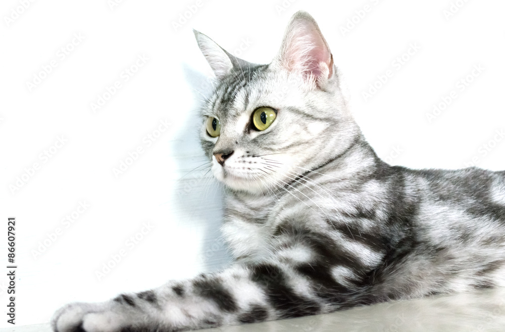 American shorthair cat is sitting and looking forward. Isolated on white background American shorthair cat is sitting and looking forward. Isolated on white background