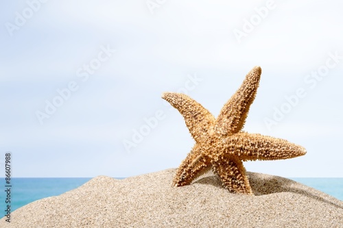 Beach  starfish  caribbean.