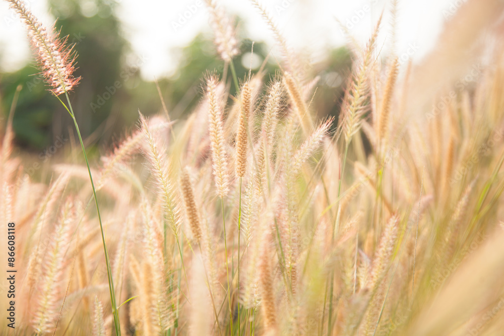 flower of the grass flower of the grass