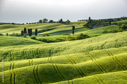 Waved green fields in sunny Tuscany.