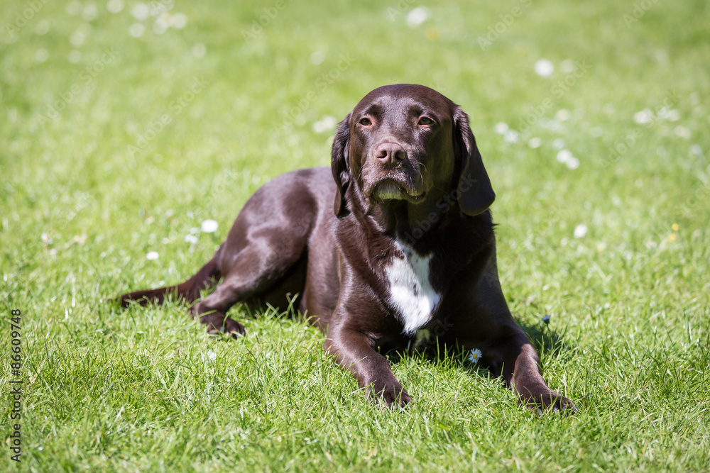 Labrador Retriever