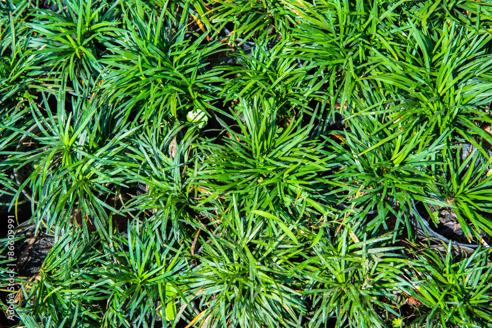 Small herb and flower garden