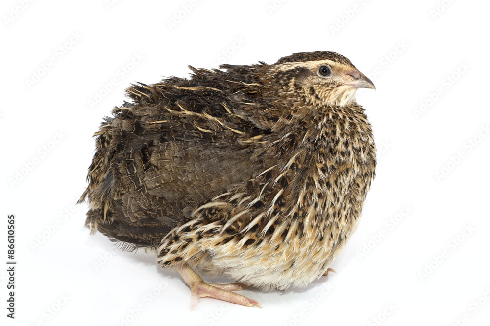 quail on a white background quail on a white background