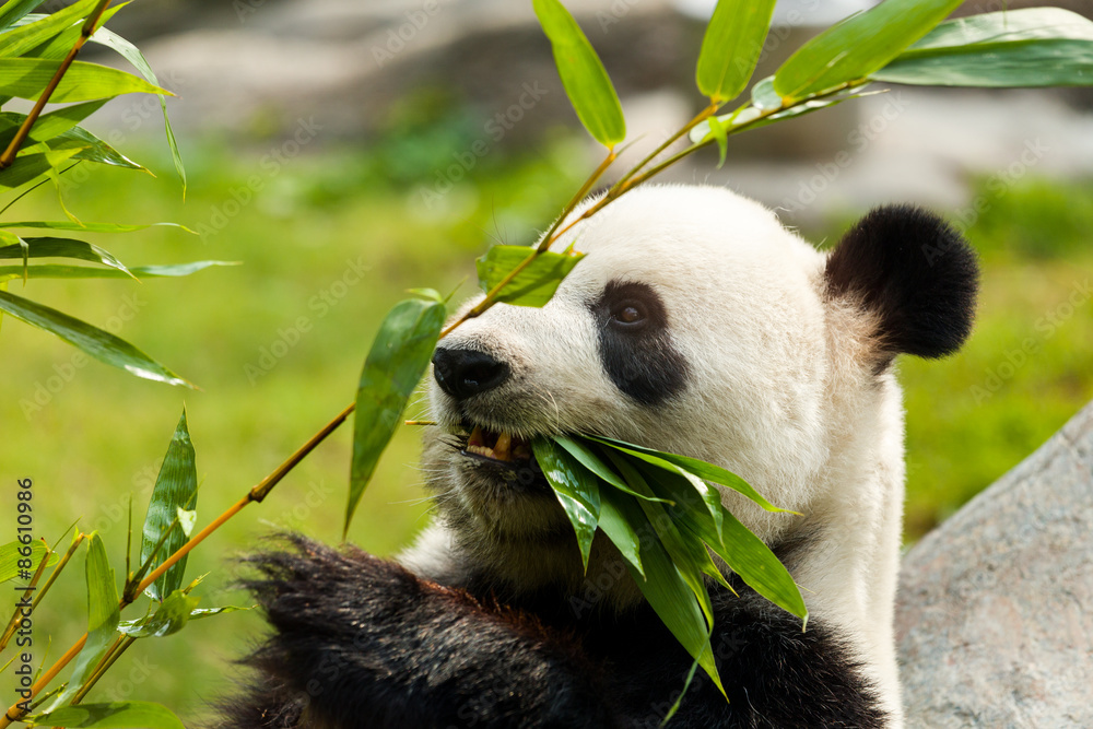 Hungry giant panda bear eating bamboo Hungry giant panda bear eating bamboo