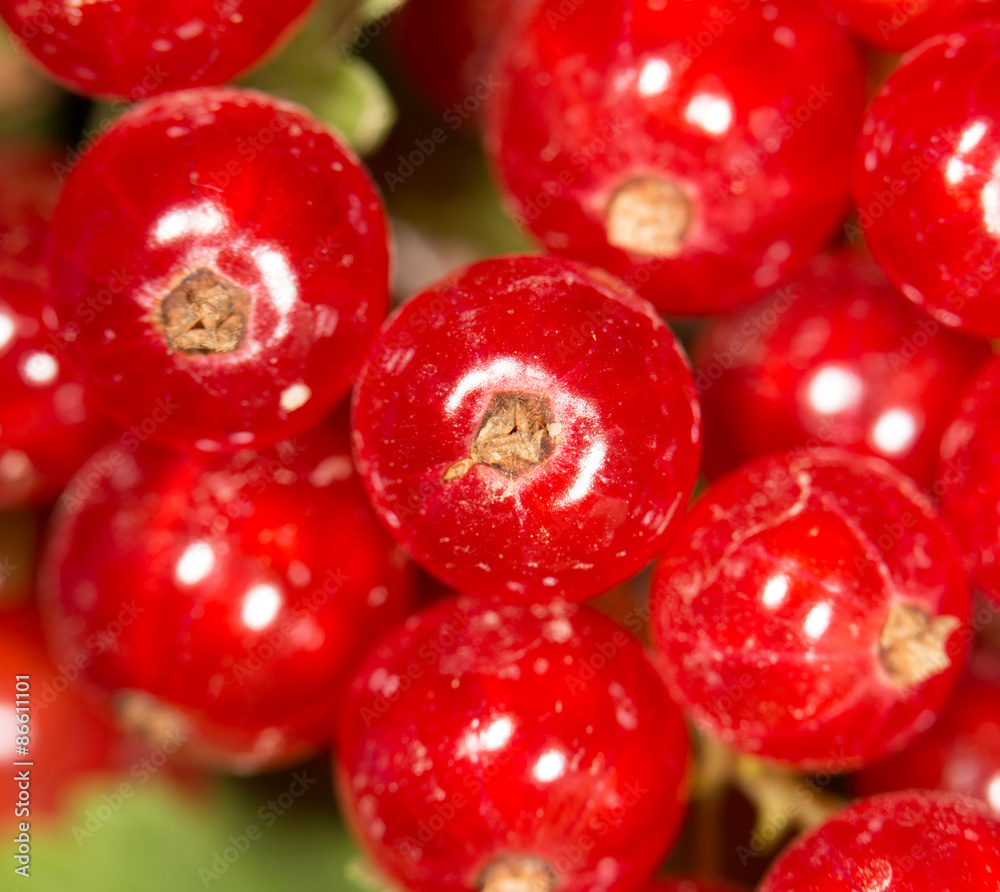 close-up of a red currant in the fruit garden close-up of a red currant in the fruit garden