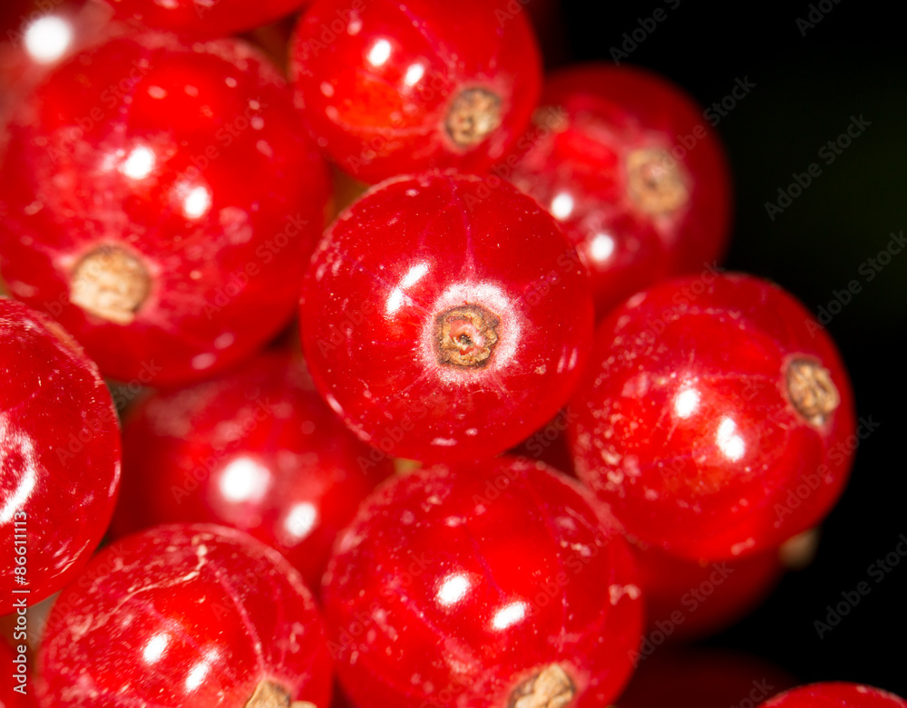 close-up of a red currant in the fruit garden close-up of a red currant in the fruit garden